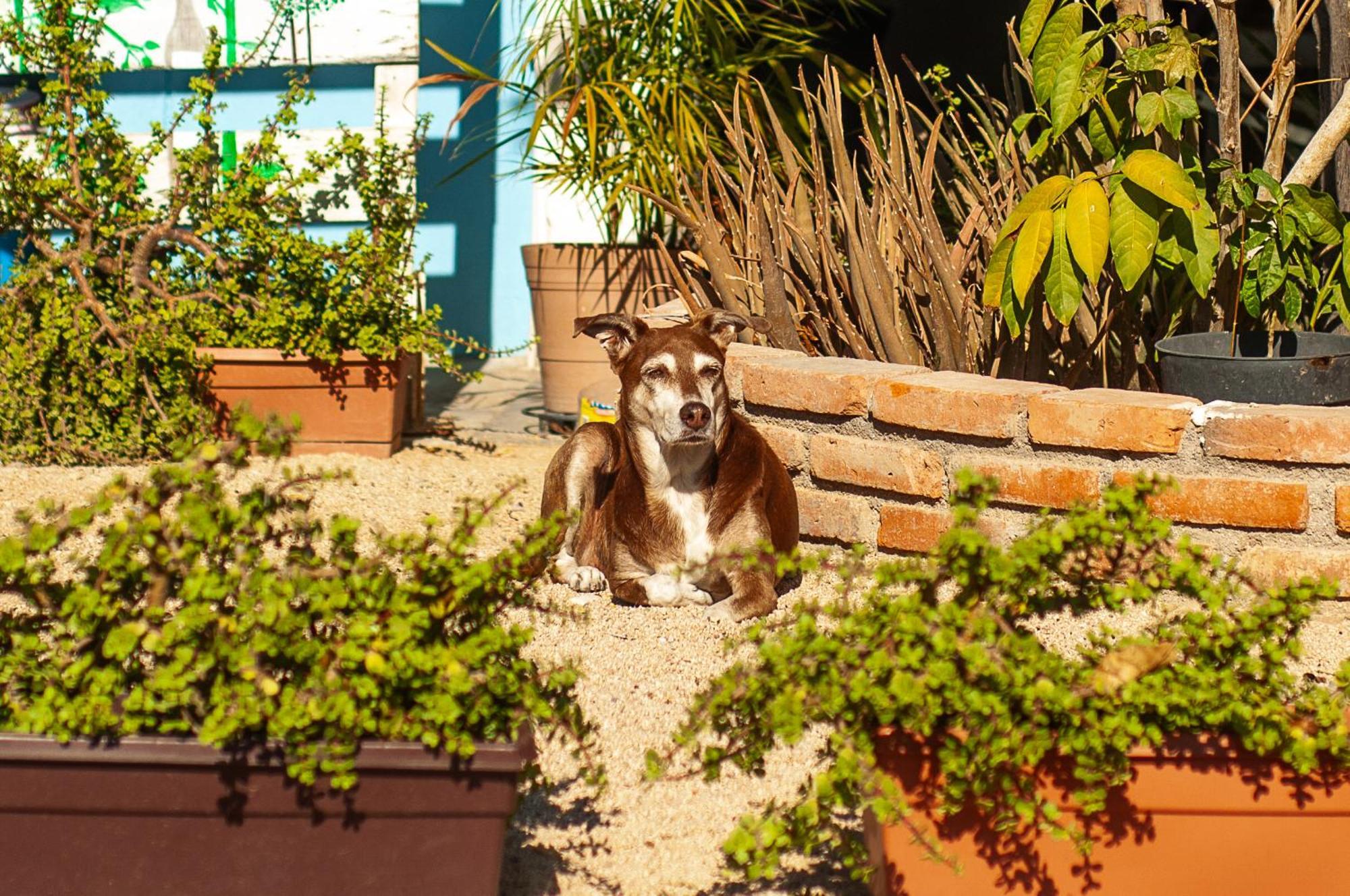 Peace Hostel Mx La Paz Εξωτερικό φωτογραφία